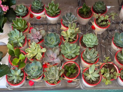 102116182_collection-of-small-succulent-plants-arranged-in-decorative-pots-on-a-shop-display-tray-minimal-home-gardening-indoor-greenery-trend-botanical-hobby-and-modern-plant-collecting-culture many beautiful Succulent plants top view. Green echeveria succulents collection . Trendy Indoor Plant Gritty Rocks